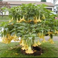 بوق الملائكة • شتلات ١م • بابل محاويل