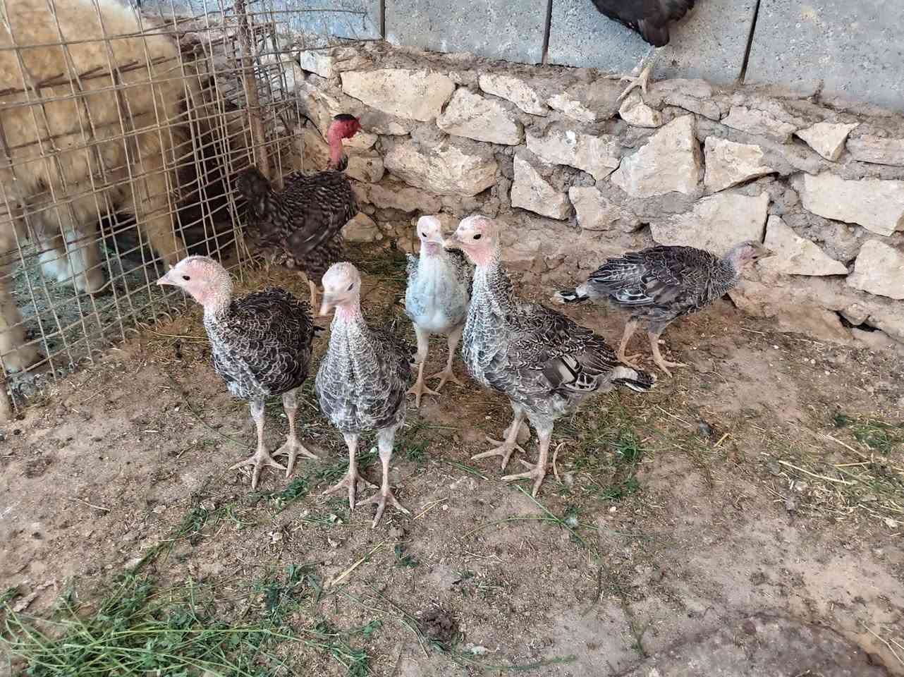 دجاجات عرب للبيع ب28وبيهن مجال وفراخ فسفس 5للبيع اب 110وبيهن مجال الشراي المكان حديثة خفاجية


**إذا كنت صاحب هذا الإعلان وتريد حذفه لأي سبب، رجاءا أرسل رسالة إلى الدعم الفني**