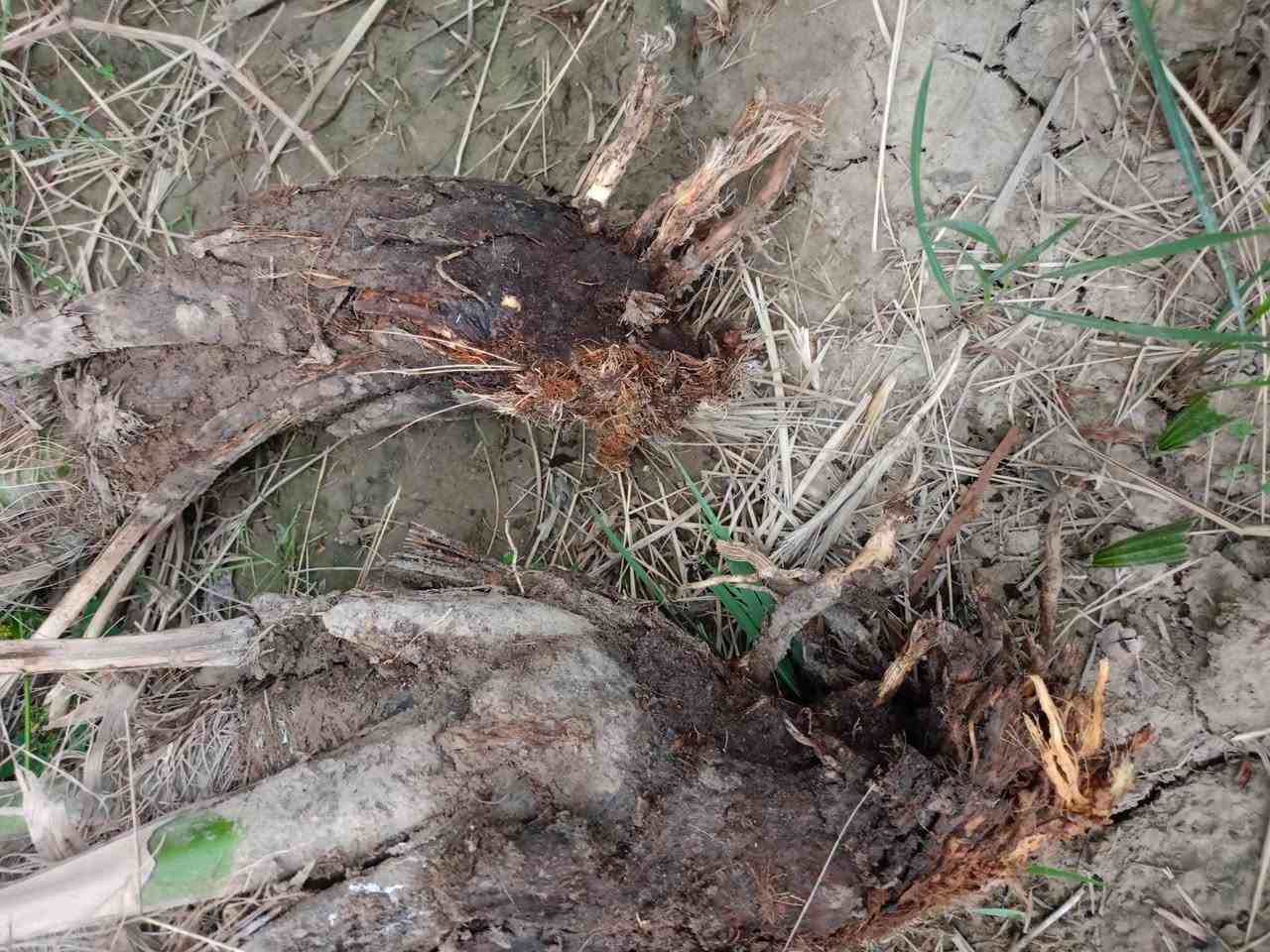 سلام عليكم فسائل نخل للبيع السعر الفسيل 25الف عندي مكتوم نيرسي شويثي خستاوي مكاني كرنه ***********
