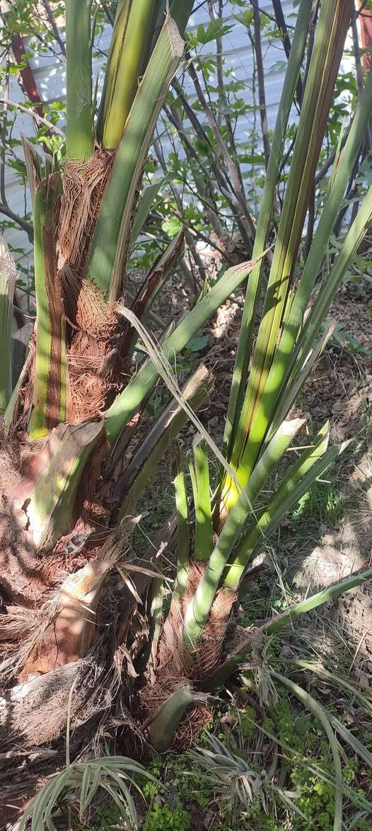 فسائل برحي وجوزي قزمي ومكتوم وبلكه للبيع 
المشخاب الدبينية 
***********
