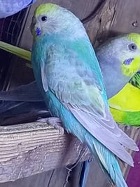 طيور الحب • رينبو