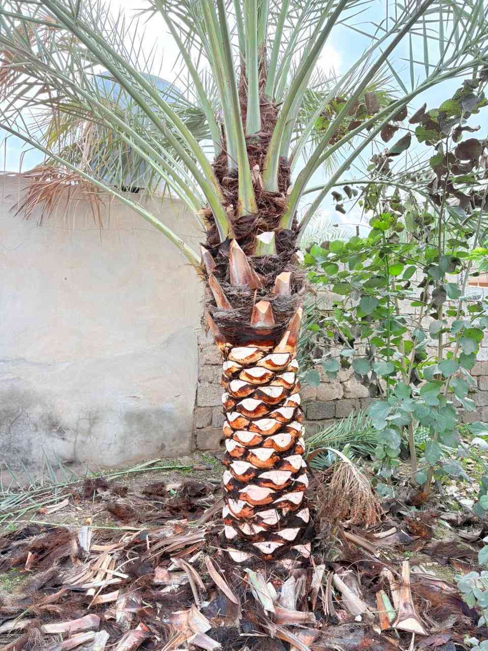 عمل اليوم في ناحية الزاب بتاريخ 8/2/2026 الأحد 
الشغل هوا يقيم نفسو
تكريب تنضيف العناكيد القديمة تنضيف السنون
اتصل وتدلل
للأتصال ***********
#تكريب
#تكريب_النخيل
#تكريب_وتنضيف_النخيل
