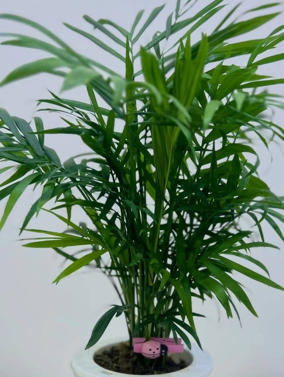 🌿 وصلتنه اليوم نباتات جديدة 🌸
تشكيلة حلوة ومميزة للبيت والحديقة 💚
الكمية محدودة، الحق واحجز 🌱

📩 راسلنه خاص
#مشتل


**إذا كنت صاحب هذا الإعلان وتريد حذفه لأي سبب، رجاءا أرسل رسالة إلى الدعم الفني**