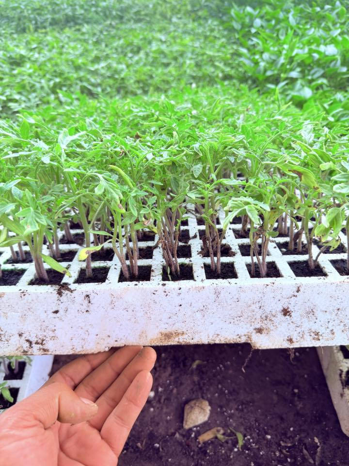 يوجد دايات مخضر


**إذا كنت صاحب هذا الإعلان وتريد حذفه لأي سبب، رجاءا أرسل رسالة إلى الدعم الفني**