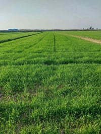 الشحيميه قريه ٣ • ٦ دونم • ارض زراعيه