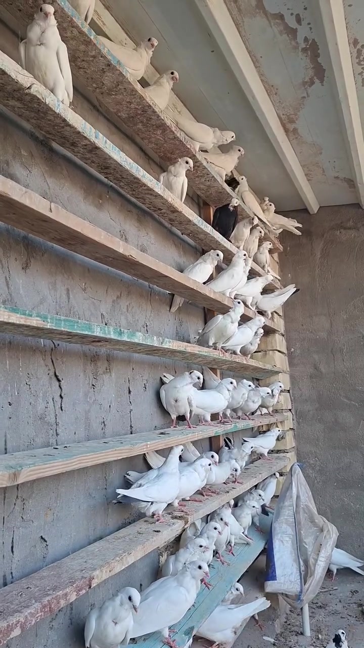 ٩٧ فرخه كلهه درجه اولى
مفوطات و٣ كنازيع لقاح درجه اولى 
وجبه فول مكان بلحر 

السعر ٢٠
***********
