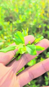 رمان أمريكي • ونترفيل • الرفاعي