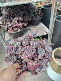 متوفر في مشتل جنة النباتات الفتونيا (Fittonia) :هو نبات عشبي صغير ذو أ...