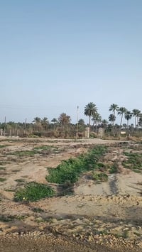 بعقوبة السبتيه • 100م • عدد محدود