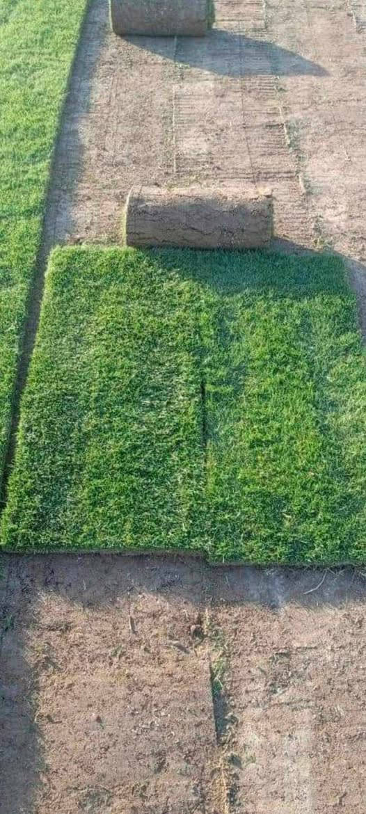 مزارع  ديالى للثيل الطبيعي 🍀
متوفر كافة انواع الثيل 🍀
( امريكي - الهندي - الايطالي - الفرنسي )
لتجهيز... مشاتل🌴
والدوائر حكوميه🏦
منازل🏡 
منتزهات🏄
موجود خدمة توصيل 🚕
لكل محافظات العراق 🚕
للطلب يرجى التواصل مع الصفحة او مراسلة واتساب او الاتصال على :
***********‏##‏‪***********‬‏
