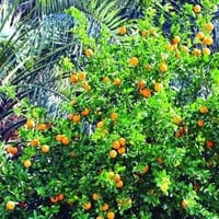 للبيع بستان مساحة دونمين مطلات على نهر دجلة  دونم ونصف ملك صرف تحويل ط...