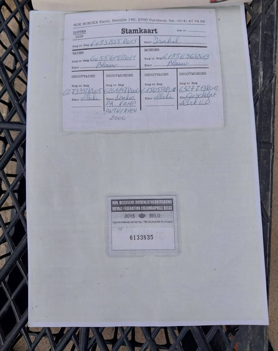 متاح فحل تبزير اخ المنتج عماد الملك ابو كوت. من سلالت كارن بوكس. مكاني ميسان


**إذا كنت صاحب هذا الإعلان وتريد حذفه لأي سبب، رجاءا أرسل رسالة إلى الدعم الفني**