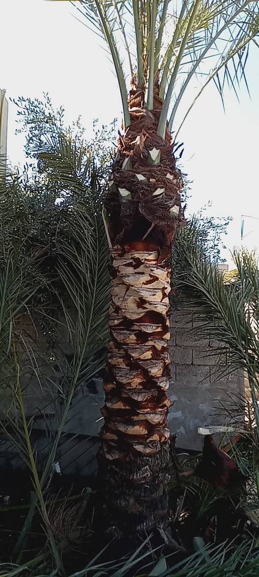 موسم تكريب النخيل داخل مدينه كركوك


**إذا كنت صاحب هذا الإعلان وتريد حذفه لأي سبب، رجاءا أرسل رسالة إلى الدعم الفني**