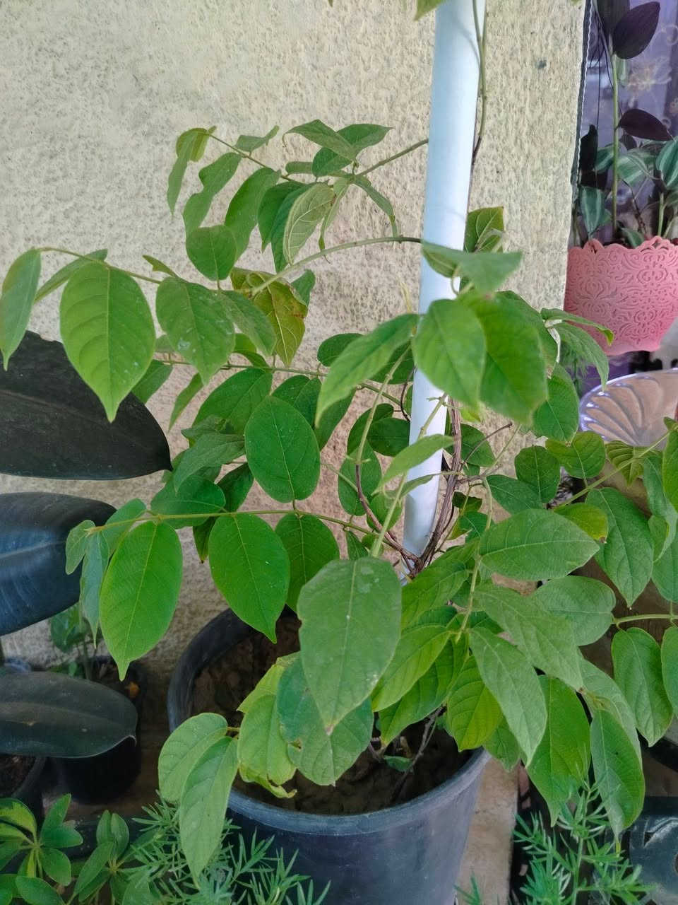 🌿 متوفر لدينا تشكيلة مميزة من النباتات الداخلية والخارجية بأسعار مناسبة وجودة عالية، أهلاً وسهلاً بكم.
للحجز خاص


**إذا كنت صاحب هذا الإعلان وتريد حذفه لأي سبب، رجاءا أرسل رسالة إلى الدعم الفني**
