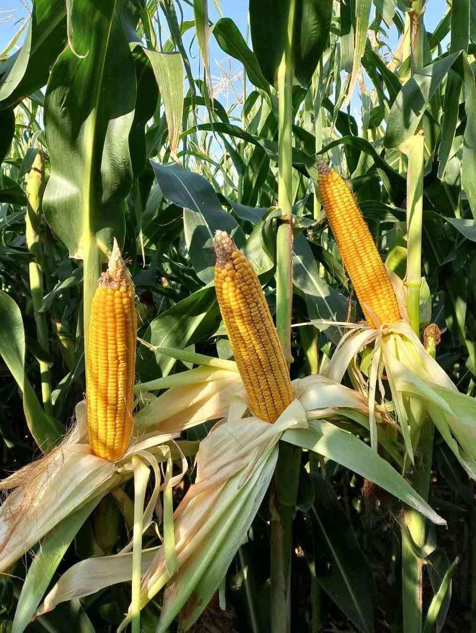 الحمدله والشكر يتوفر لدينابذور نوعGreen life هولندي انتاج تركي شرط الانبات مده الانتاج 100 يوم وكميه الانتاج من 3.5 طن الى 4.5 طن تقريبا مع ارتفاع تقريبا 3 متر 
العنوان كركوك حي الصناعي فرع 
شركة الهلال الذهبي للاستثمارات الزراعية 
***********
***********
@إشارة
