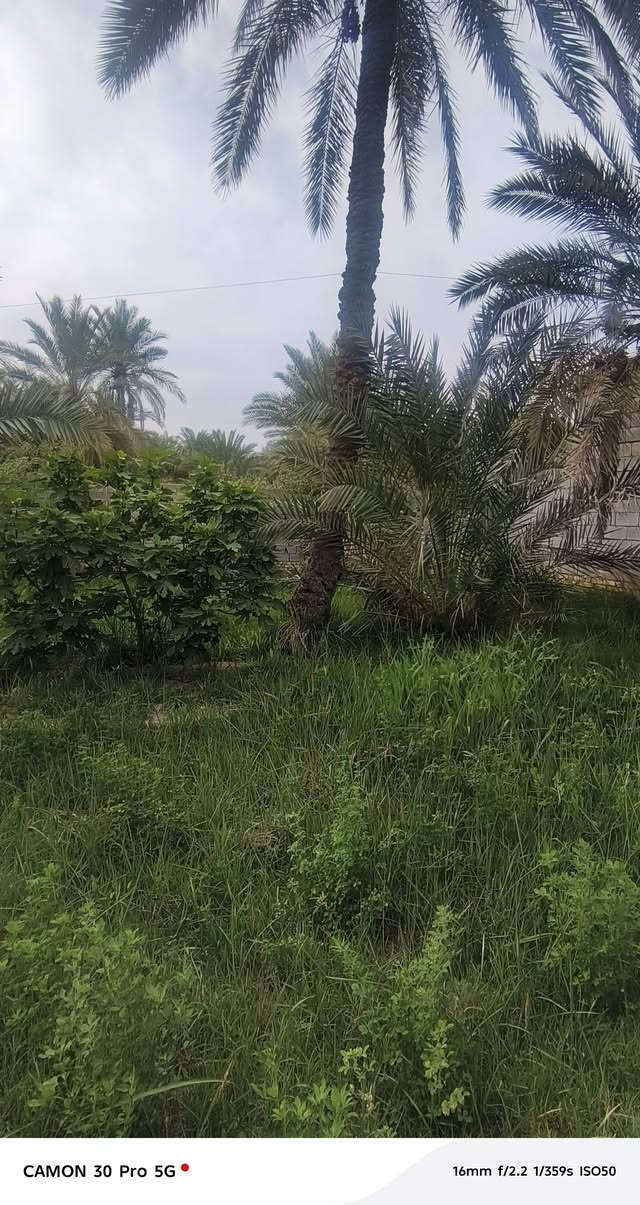 يالله
السلام عليكم قطع 200م عل شارع سديناويه 
قريبه عل تبليط مال شارع سديناويه 
 قطع كلش حلوه ومرت
وجه مسيج  بنص  السكل
باقي التفاصيل  
***********
