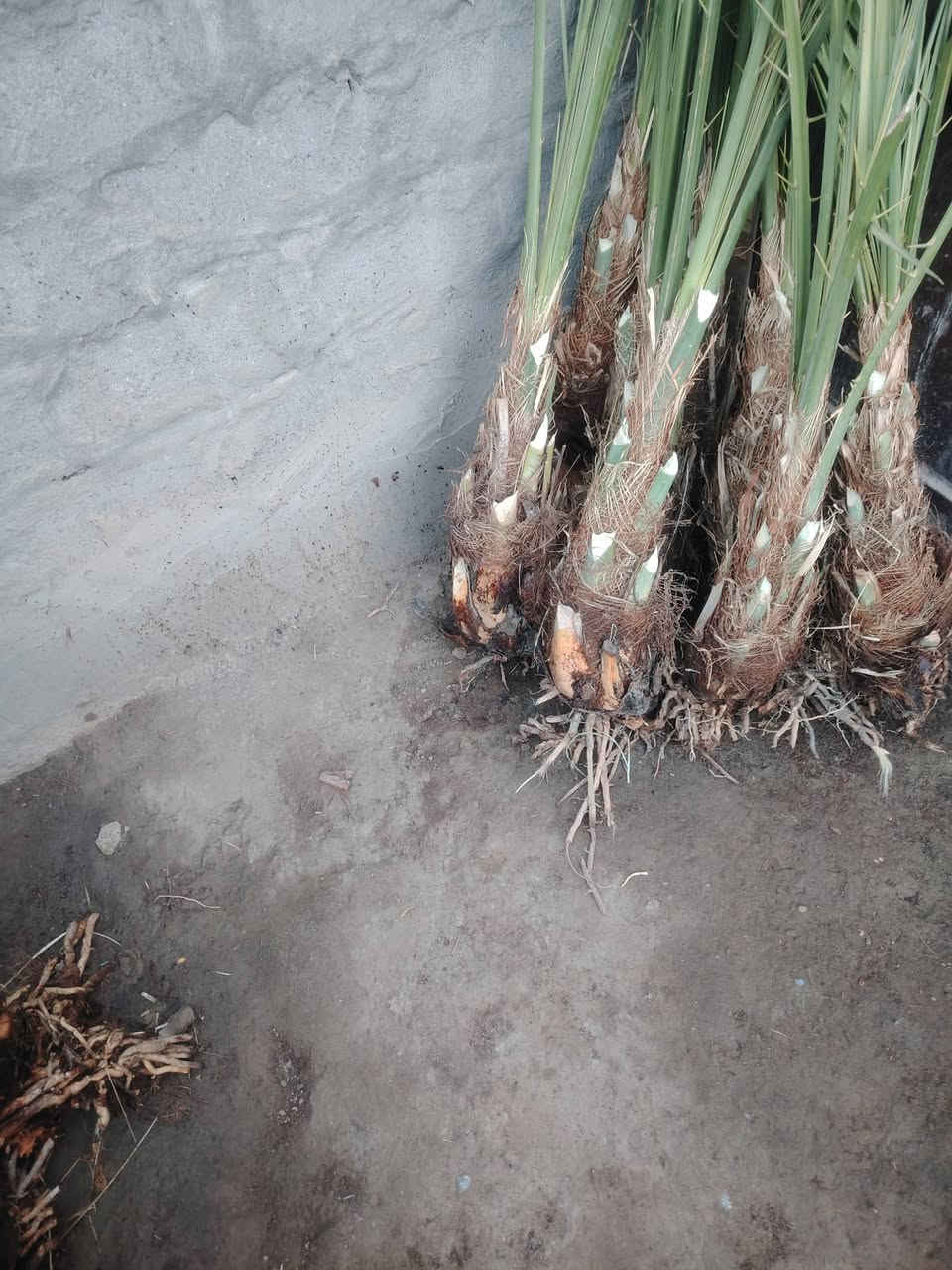 السلام عليكم يوجد الدينا برحي ومكتوم ومجهول وكرنفلي وكافة انواع النخيل المكان بابل لاتصال ع الرقم ***********
