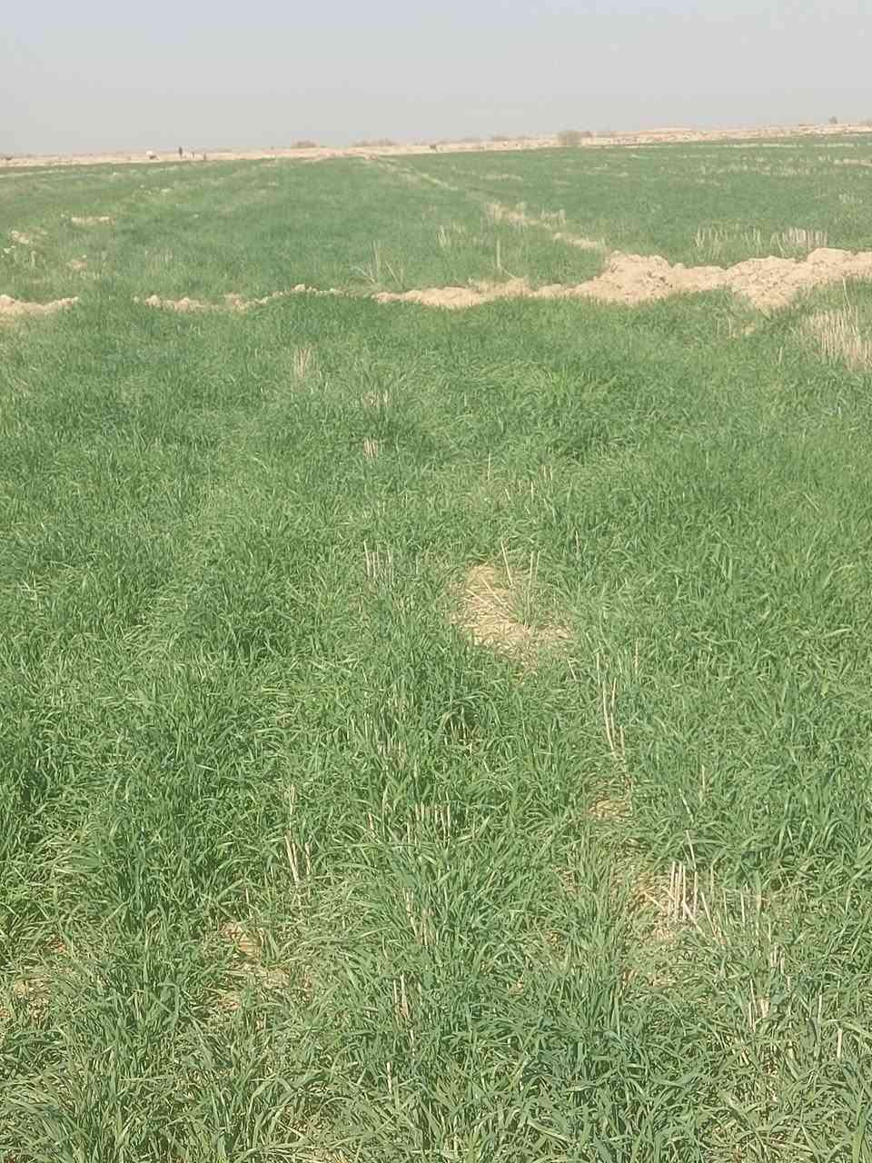 السلام عليكم (25دونم چاير للبيع)
الشراي يتصل ***********
