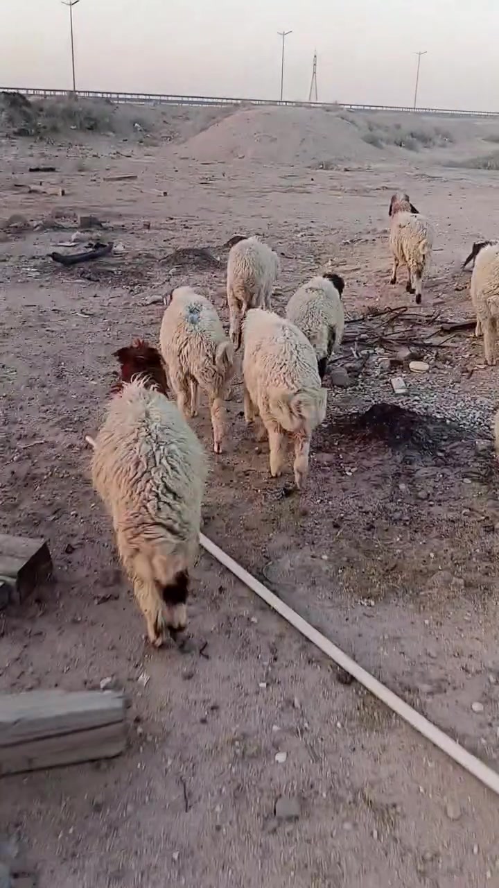 ***********
للبيع
