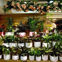 مشتل النورين • ثيل سجادي • ورد جوري