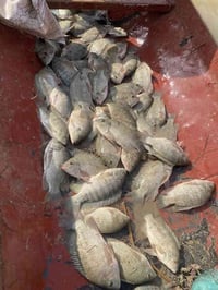 سمك شانك • حقلانيه