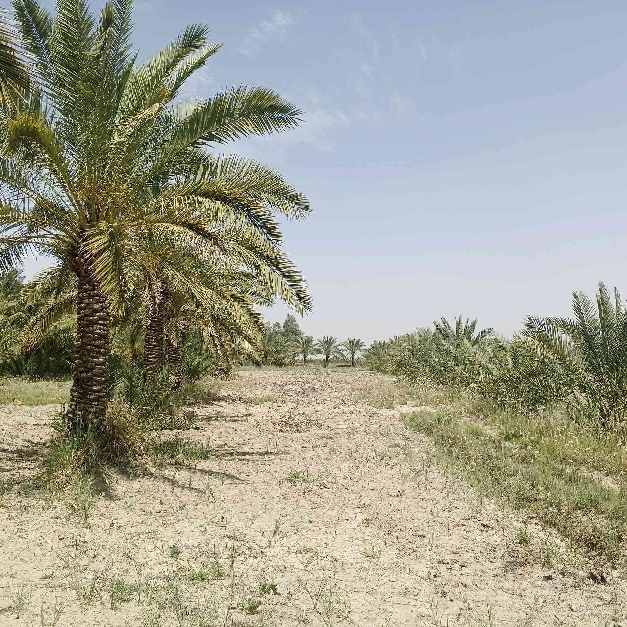 السلام عليكم بستان للبيع 6دوانم نزل 200والوجه مال البستان100بي مكينه ام8بستان للزرعا وليس للسكن بي330نخله زغار وكبار كلهن محملات يبعد عن الشارع العام الف متر السعرخاص مكان البستان ناصريه مركز اقرب نغطه داله مدرسه التعاون رقم صاحب البستان ***********
