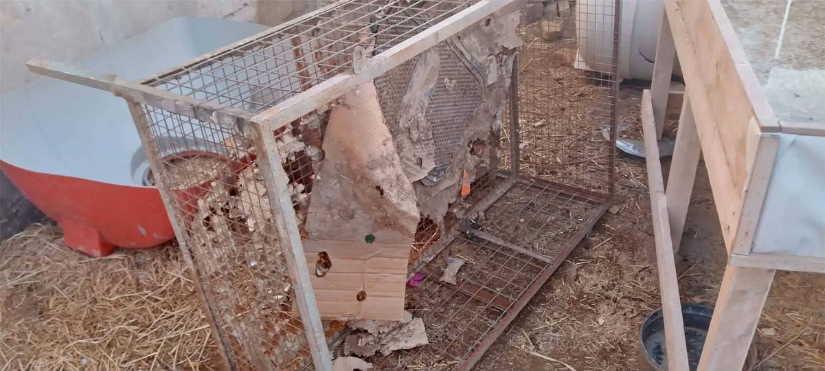 للبيع هلاسه دجاج هي وغراضه كامله ب 
سعره 300 مكانه سماوه شراي خاص


**إذا كنت صاحب هذا الإعلان وتريد حذفه لأي سبب، رجاءا أرسل رسالة إلى الدعم الفني**