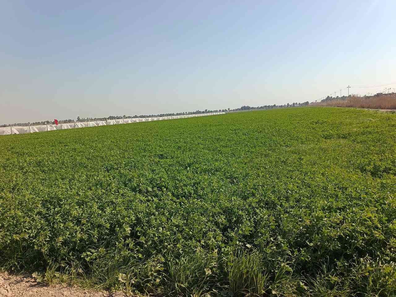 يوجد برسيم للضمان 11 دونم منطقة دليمي
للاستفسار ***********
