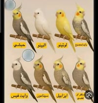 عثر على كوكتيل اليف في منطقة السيدية الخيزران شارع المدارس اليف كلش خا...