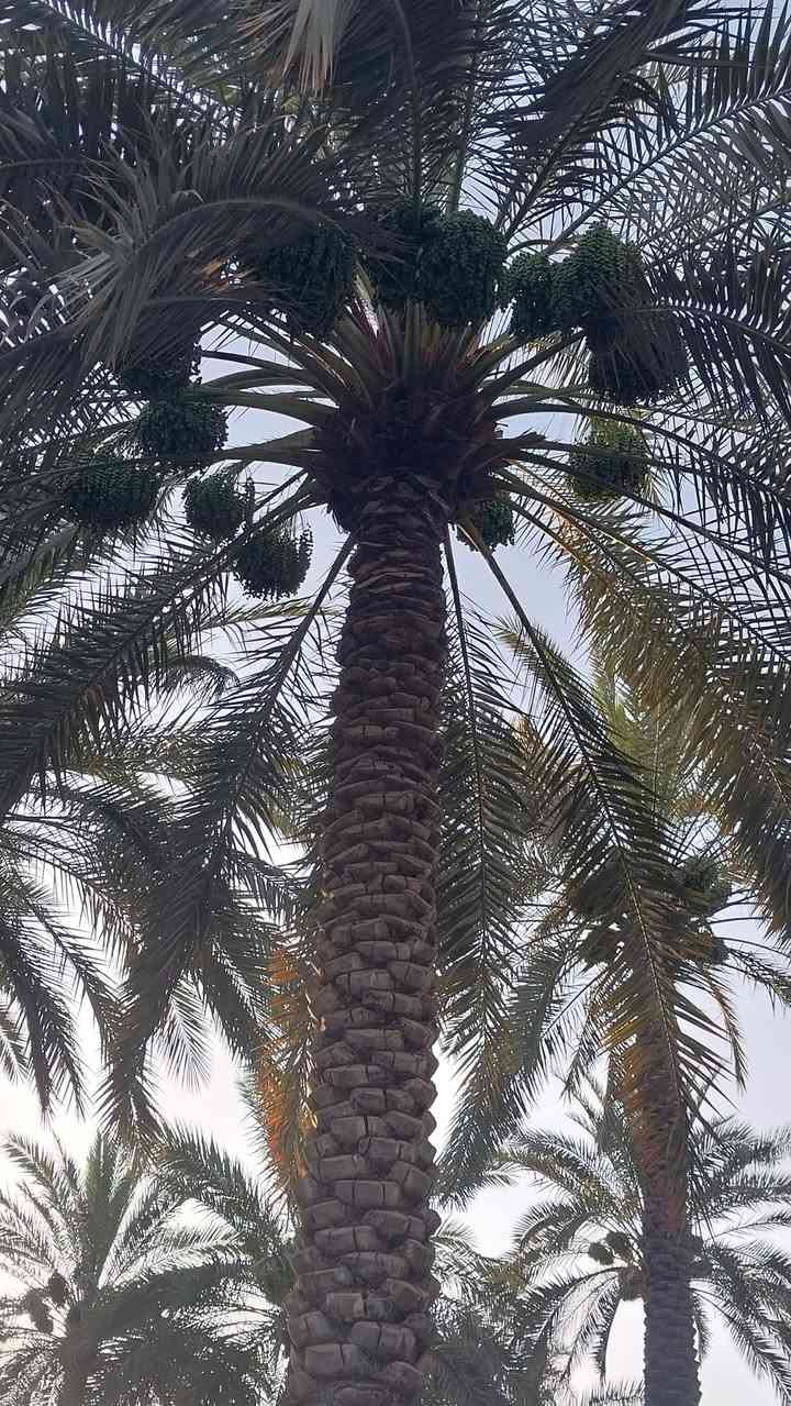 📍 للبيع دونم ونص في الإبراهيمية – كربلاء
🌴 بستان راقٍ بمعنى الكلمة، يقع مقابل قناة كربلاء ويبعد عنها حوالي 600 متر فقط.
✅ المساحة: دونم ونصف
✅ الواجهة: 50 متر
✅ الطريق: ترابي بطول 200 متر
✅ يحتوي على نخل برحي حمّال وأشجار متنوعة
✅ يحتوي على بيت قديم (تباع الأرض بقيمة الأرض فقط)
💰 السعر عند التواصل
📞 للاستفسار والاتصال: *********** 
📝 إذا مهتم، علّق بكلمة (تم) وسنتواصل معك.
