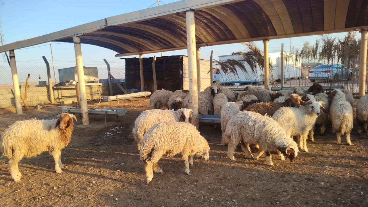 طليان للبيع زوج ٨٥٠٠٠٠
مكان خانقين
علف شعير درجه أولى 

رقم موبايل ***********
