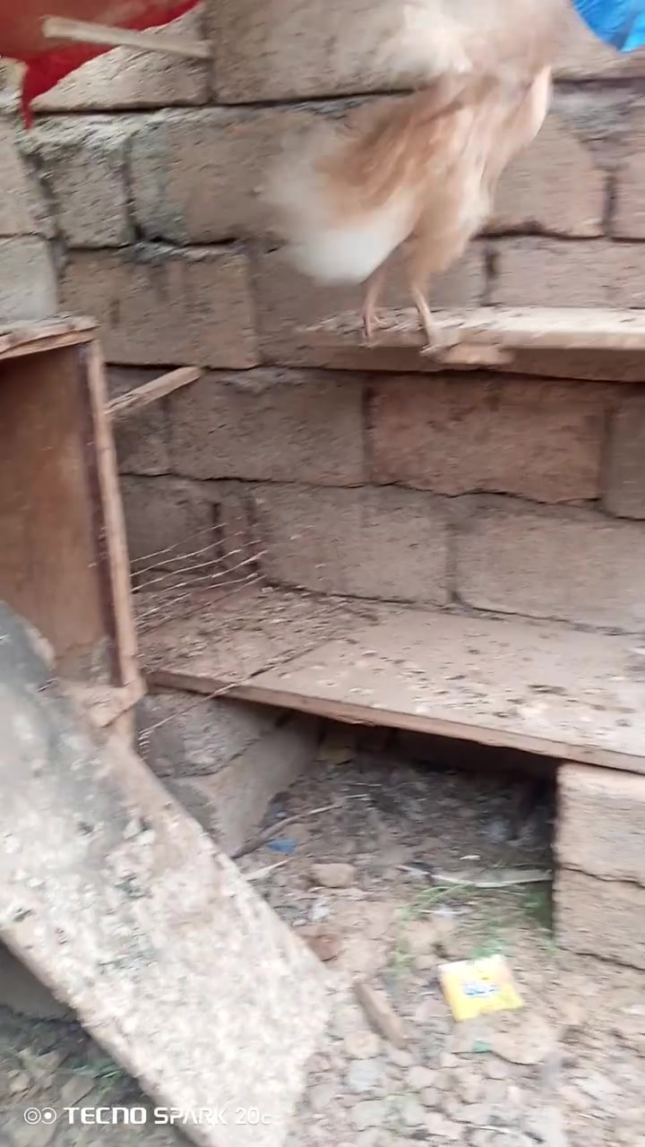 السلام عليكم زوج دجاجات كاركات بدون بيض للبيع ادفع سعر عجبني ابيعك


**إذا كنت صاحب هذا الإعلان وتريد حذفه لأي سبب، رجاءا أرسل رسالة إلى الدعم الفني**