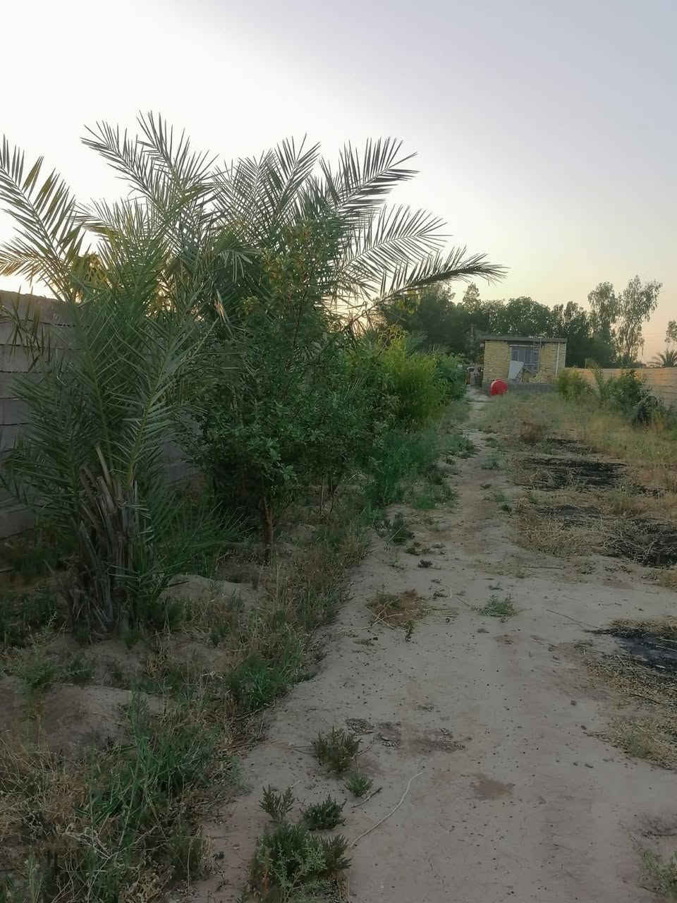 السلام عليكم ورحمة الله وبركاته 

نص دونم في منطقة الأوسمة مزرعة يحتوي على دار ١٣٠متر إستقبال مع غرفتين نوم مع صالة كبيرة ومطبخ حار وبارد محتويات المزرعة اكثر من٤٠ نخلة مع اشجار فواكهه متنوعة (رمان وتين وخوخ وتفاح)ويحتوي على بئر ماء وخط أسألة
مساحة النص دونم ١٢٥٠ متر(١٠×١٢٥)موقع المزرعة في الشارع الرئيسي الثاني مقابل دلالية بركة الرحمن
السعر المطلوب ١٦٥ وبيه مجال للإستفسار (***********)***********
