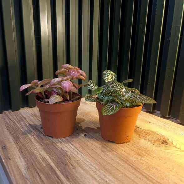 تم تكرار النباتات لكثرة الطلب
مع توفر قسم من النباتات
الظلية وباسعار مناسبة

الاسعار واسماء النباتات مذكورة تحت الصور 

مكاني حي السكر قرب جامع الرحمة 
للطلب والاستفسار مراسلة الصفحة 
او الاتصال على رقم الواتس اب 
***********

يوجد توصيل داخل الموصل والمحافظات
