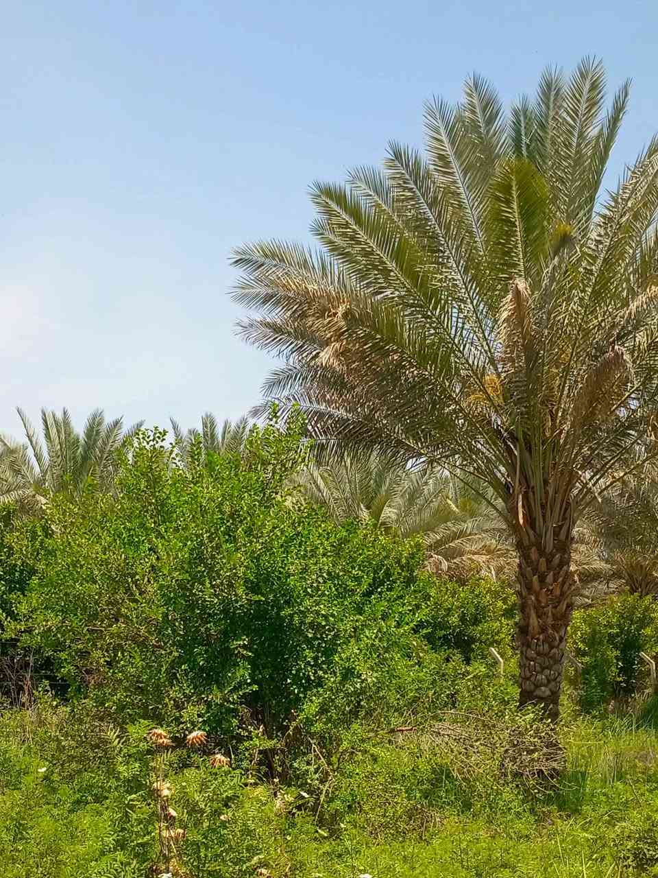 ٦٦٠ متر طابو سند ٢٥ وجه 30 نزال 22 كامل خدمات كهرباء ماء اساله تصلح استثمار أو للسكن دار للأستراحة العنوان بغداد الراشدية سعرها 37 مليون 
بيع سريع  لأجل ضروف سعرها كلش مناسب بأسمي شخصيا 
***********
