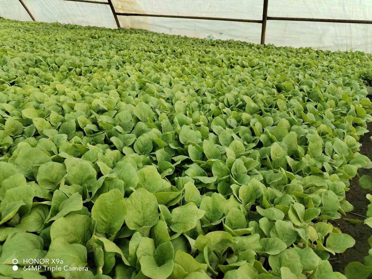 سلام عليكم توجد دوايه بيذجان 🍆 حب اصلي وفلفل بارد🫑 وفلفل حار 🌶 شلون تريد نبيلعك  رقمي ***********
الموقع ديالى المقداديه جسر مهروت 
الباذنجان 
سوري و هوزر
يتوفر  دوايه شلع صناديق
