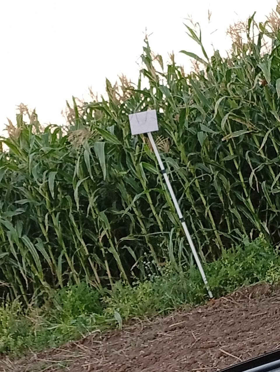 يوجد بذور صفره محليه (حكوميه)ارتفاع 3.5 الى 4 متر  كما موضح في الصور تطولتين يالله تنسگي المكان المنزله والسعر اتصل وتدلل ***********
