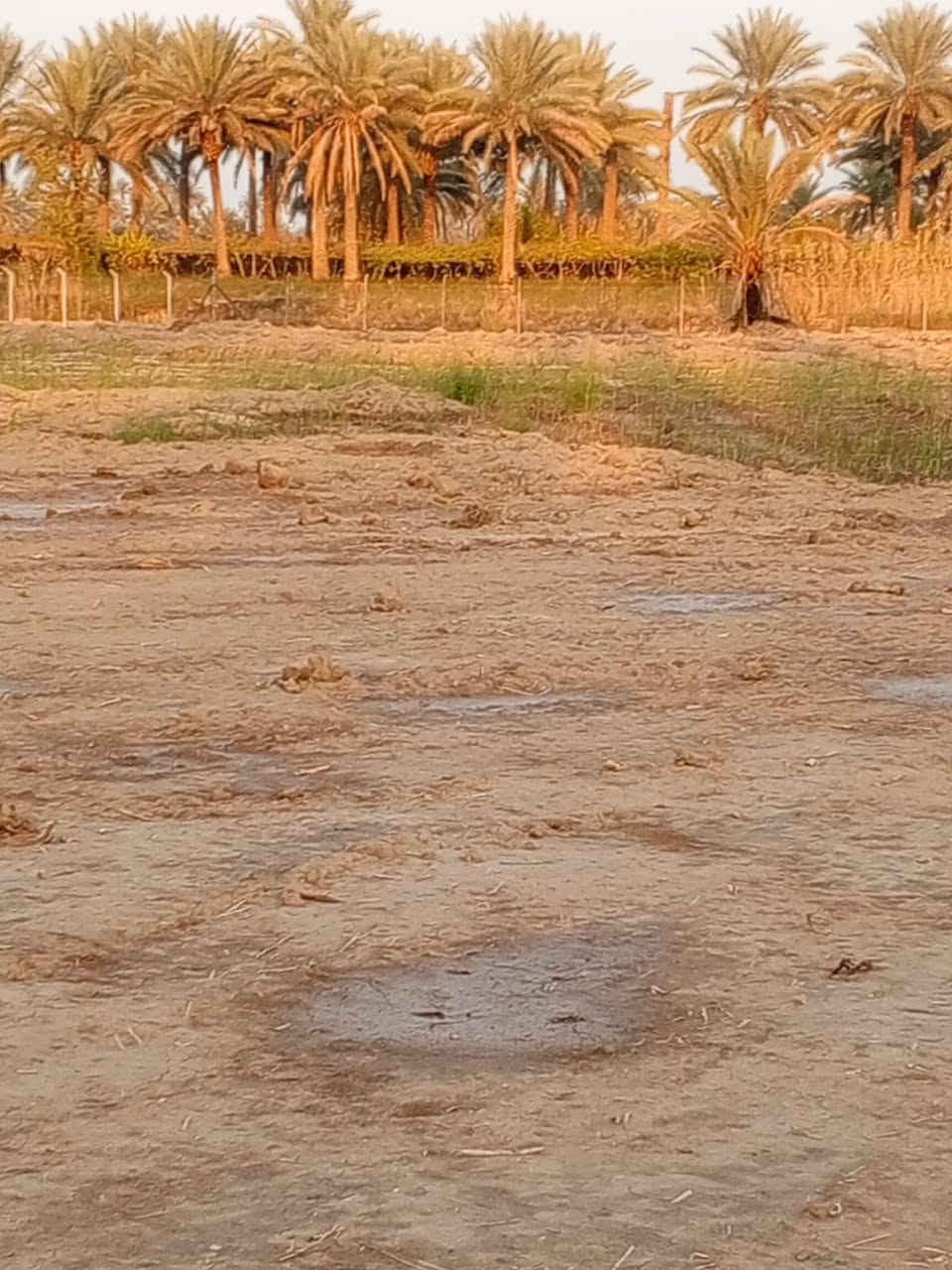 سلام عليكم قطعت ارض الايجار 3دونم طريق حله ديوانية ***********
