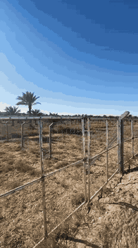 دونم • طابو زراعي • عرض الشارع ١٢م