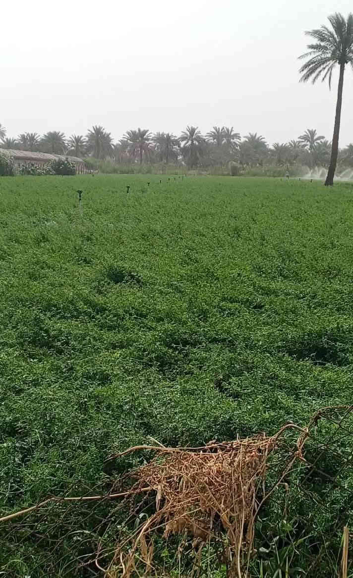 السلام عليكم 
كاع مساحه خمسه دونم طابو ملك صرف سند مستقل خدمات كامله ماي كهرباء سحب منطقه سكنيه ومزارع ترهم استثمار تقطيع الى دونم ترهم استثمار مزارع 
العنوان بغداد المدائن 
للاستفسار اكثر ***********جهاد الشمري
