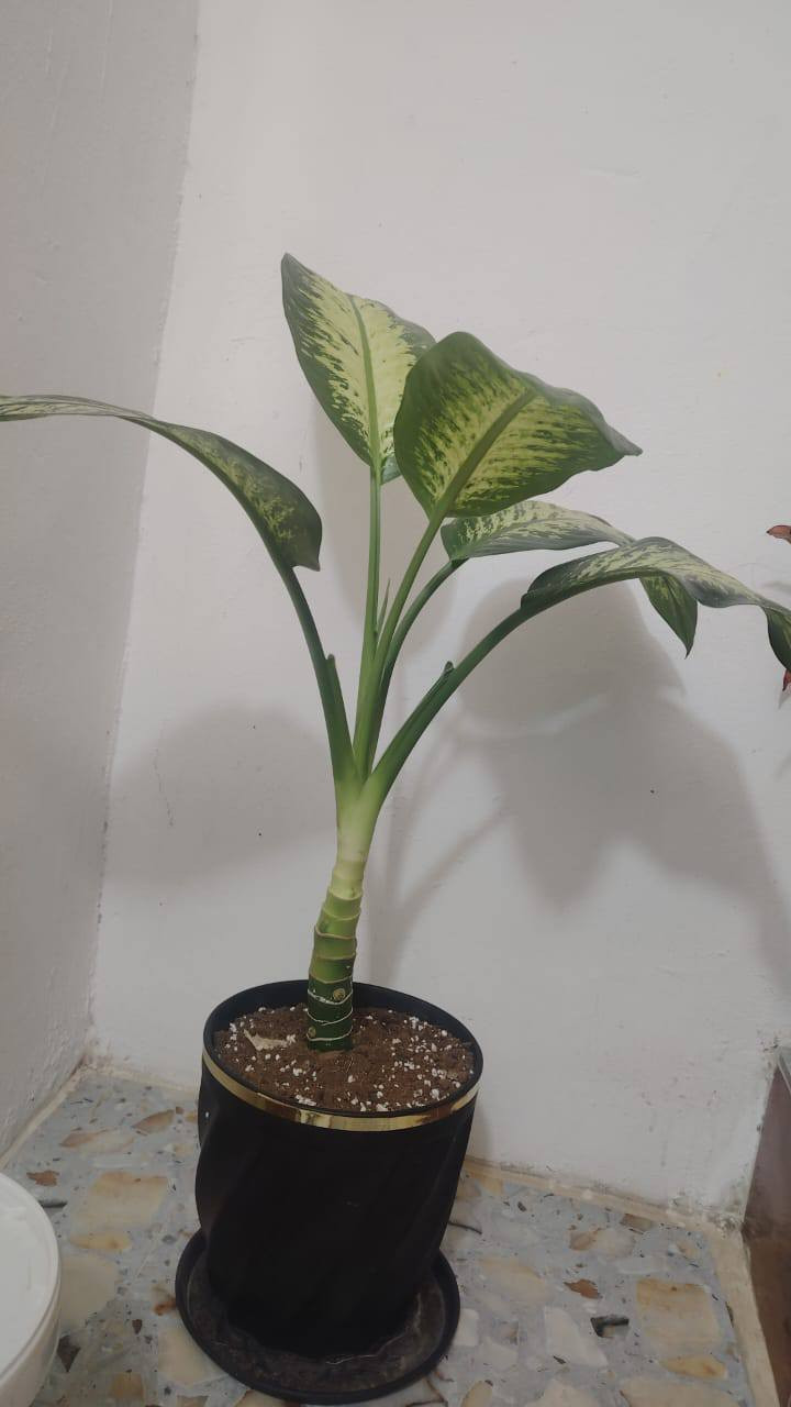 نباتات ضليه للبيع


**إذا كنت صاحب هذا الإعلان وتريد حذفه لأي سبب، رجاءا أرسل رسالة إلى الدعم الفني**