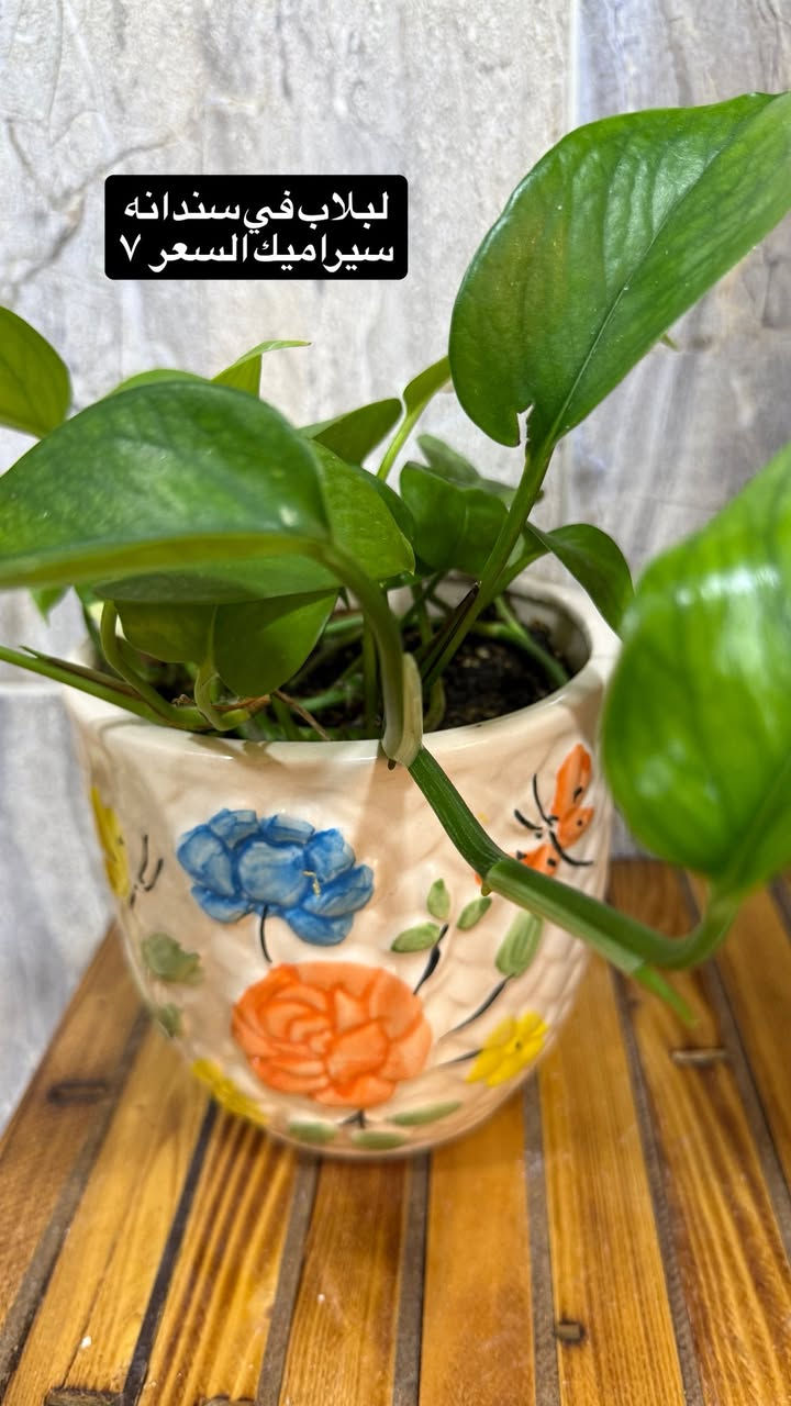 نباتات داخلية للبيع
لبلاب ▪️كاريزيا▪️ مكحلةبنفسجي ▪️ وسنسفيرا


**إذا كنت صاحب هذا الإعلان وتريد حذفه لأي سبب، رجاءا أرسل رسالة إلى الدعم الفني**