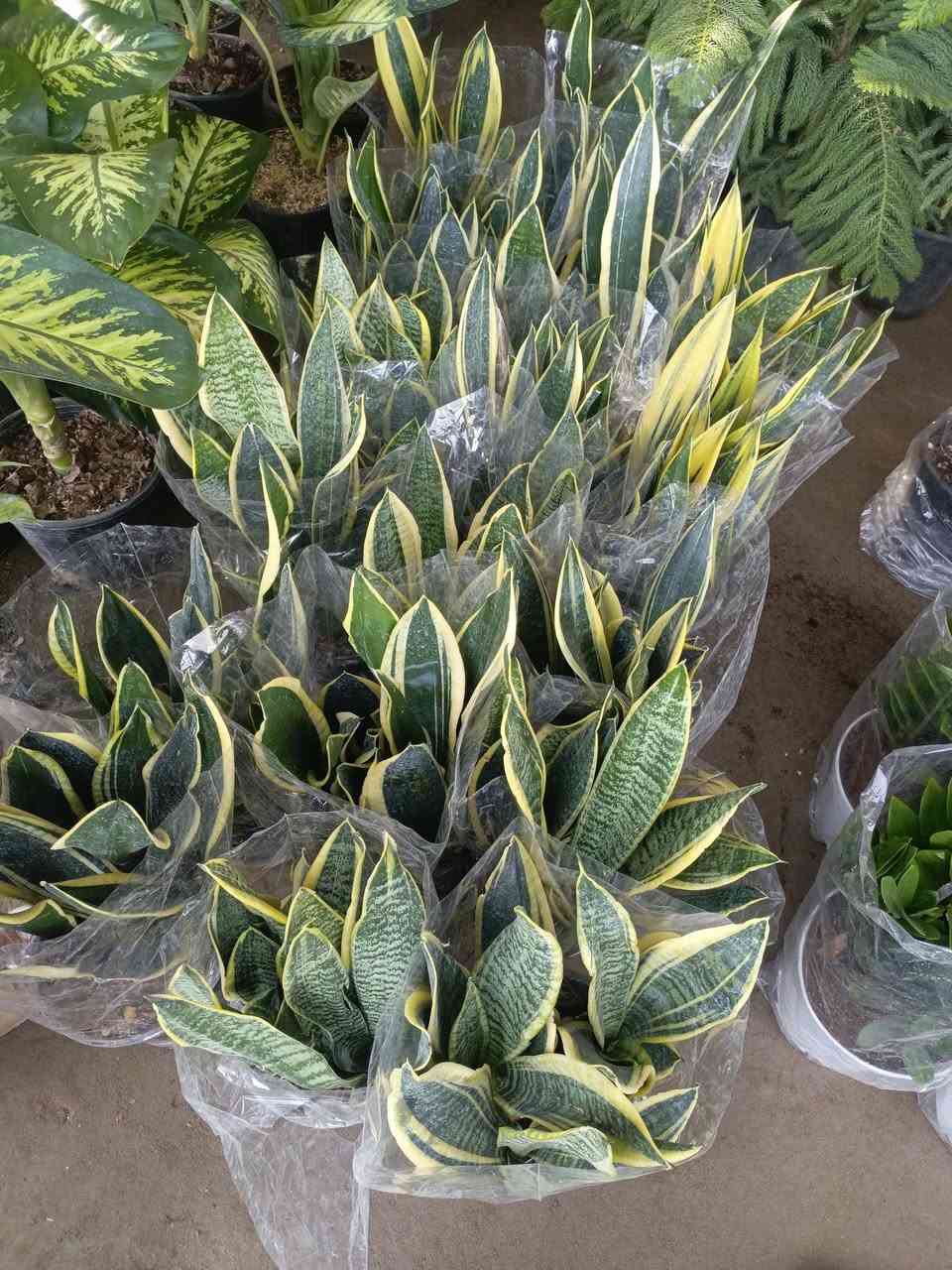 متابعه للحساب علمود يوصلك كلشي جديد🌷💐

السنة الجديدة داخلة على نبات جلد النمر 🌱
أكثر نبات محبوب ومطلوب تدرون ليش 🙃

✨طاقته حلوة بالبيت🌷💐

✨ ينصح به علماء البيئة لتقليل التلوث بجو البيت ويعطي اوكسجين كمية كبيرة 💐🌷

✨ينصح به اهل المعرفة بالنباتات لكونه اقوى نبات يتحمل الظروف مايحتاج عناية كثيرة 💐🌷

✨يحبه الجميع لسعره المناسب ولسرعة نموه وتكاثره 💐

متوفر بمشتل ورد الصباح💐
متوفر قزمي وكذالك متوفر الكبير وكثيف
توصيل متوفر لكل مناطق بابل 🌷💐
عنوانه بابل طريق حمزه شوملي قرب فرع الزبار 
#نبات_جلد_النمر
#نبات_السانسفيريا
#نباتات_ظلية 
***********
