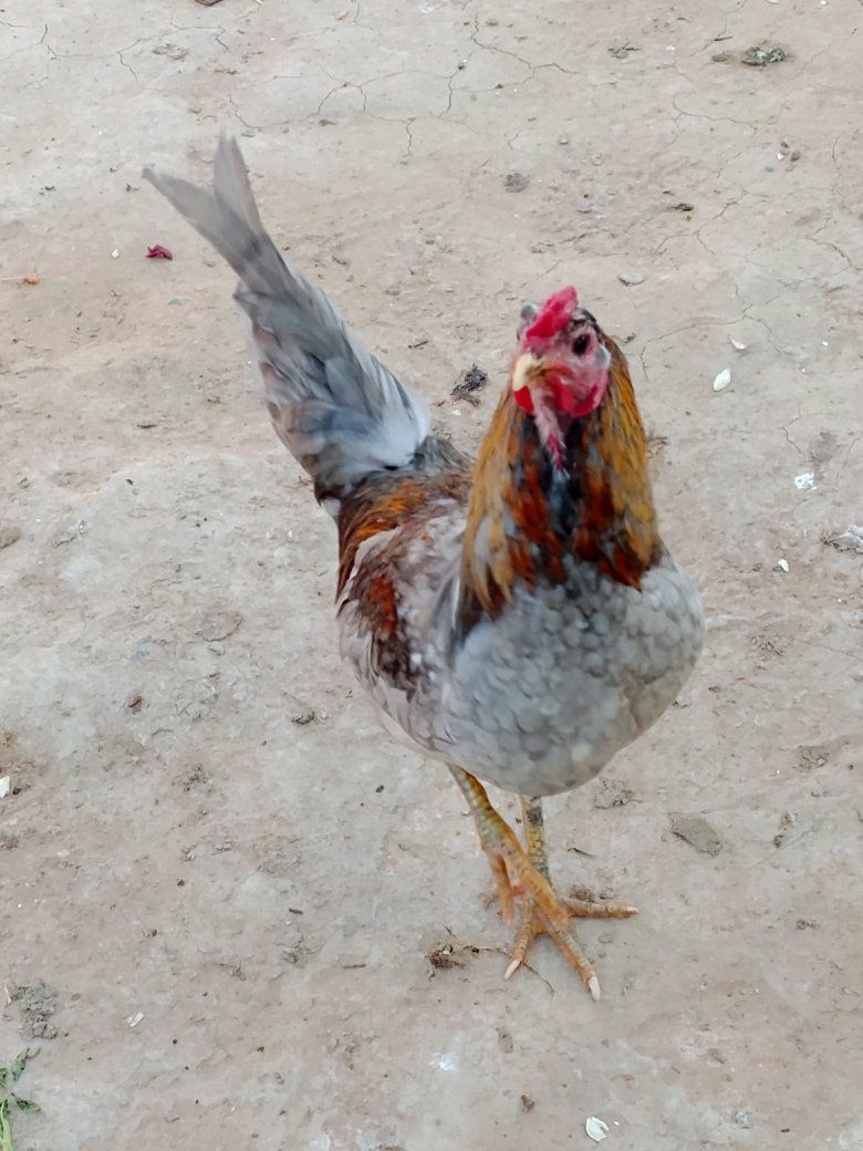 السلام عليكم 4 دجاجات وديچ للبيع/***********
