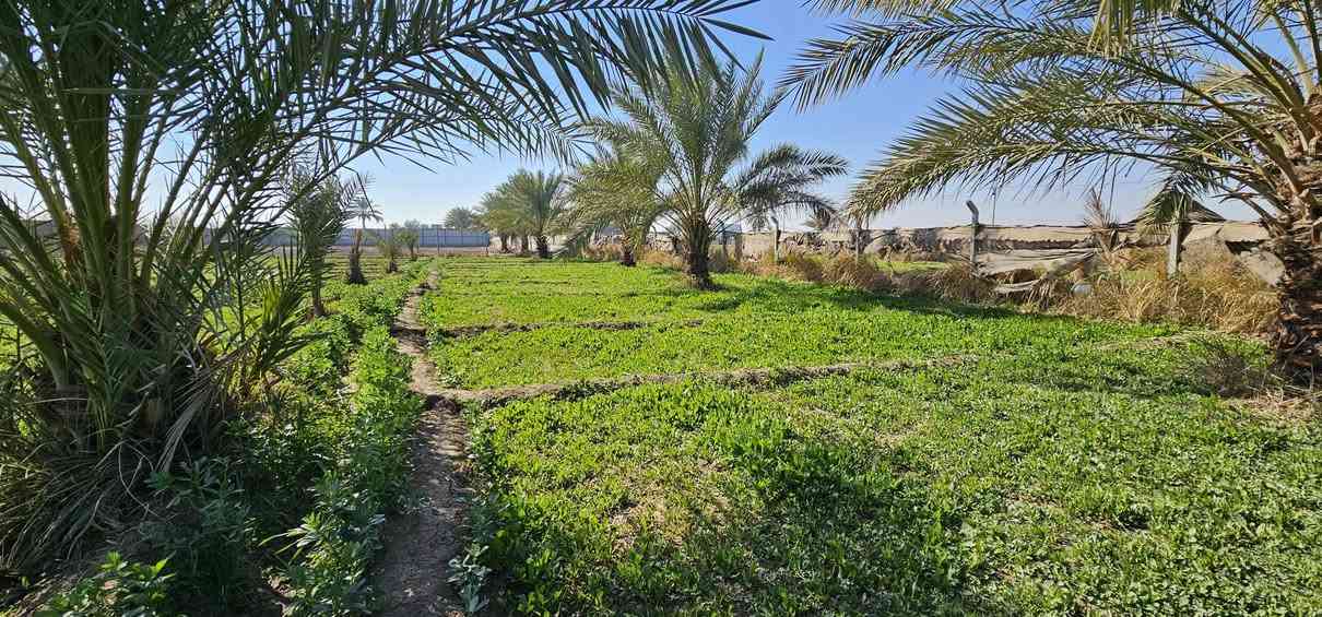 حياكم الله متابعينا الكرام... الملاك للعقارات كربلاء  ...
..... احلا عرض للي يردون أرض بموقع يتسم بالهدوء ....
💥 2 دونم واجهة كل دونم 60 متر والباقي نزال 
💥 طابو زراعي سند 25 تحويل أسهم بأسم المشتري 
💥 دونم مخدوم ودونم جاري الخدمة 
💥 يناعن كلهن أو أقل حسب رغبة المشتري 
💥 بالقرب من منتجعات ترفيهية عائلية خاصة 
💥 تصلح سكن أو منتجع ترفيهي جميع الخدمات متوفرة 
🛑 العنوان// كربلاء _ شارع النجف عمود 1141 _ منطقة الجذار _ تبعد عن الإمامين عليهم السلام 18 كيلو تقريبا 

هل لديك عقار للبيع؟ راسلنا.

بيع_شراء_العقارات_كربلاء

منازل وقطع سكنية وأراضي زراعية بمساحات مختلفة 

نستقبل عروضكم في مدينة كربلاء المقدسة 

كل المناطق داخل كربلاء 

شنــو عندك عقــــار للبيع  راســـلنا 🅿️

__________________
للاستعلام والاستفسار:

موقع المكتب: 
💥الزبيلية _ شارع الرابط _ مكتب أملاك الخير _ مقابل المعمل المقرنص الأوربي 💥

***********
***********      محمد أبو ملاك الحسناوي
