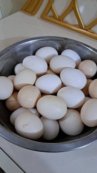 بيض عرب • ٢٠ بيضة • حله
