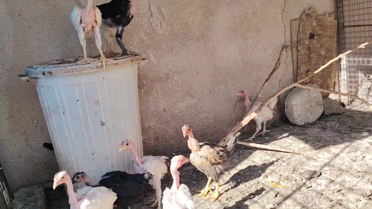 متاح افراخ عرب ابو ركيبة الزوج ب 12


**إذا كنت صاحب هذا الإعلان وتريد حذفه لأي سبب، رجاءا أرسل رسالة إلى الدعم الفني**