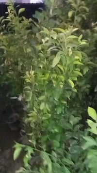 حمضيات • نفضيات • الخالص التحويله