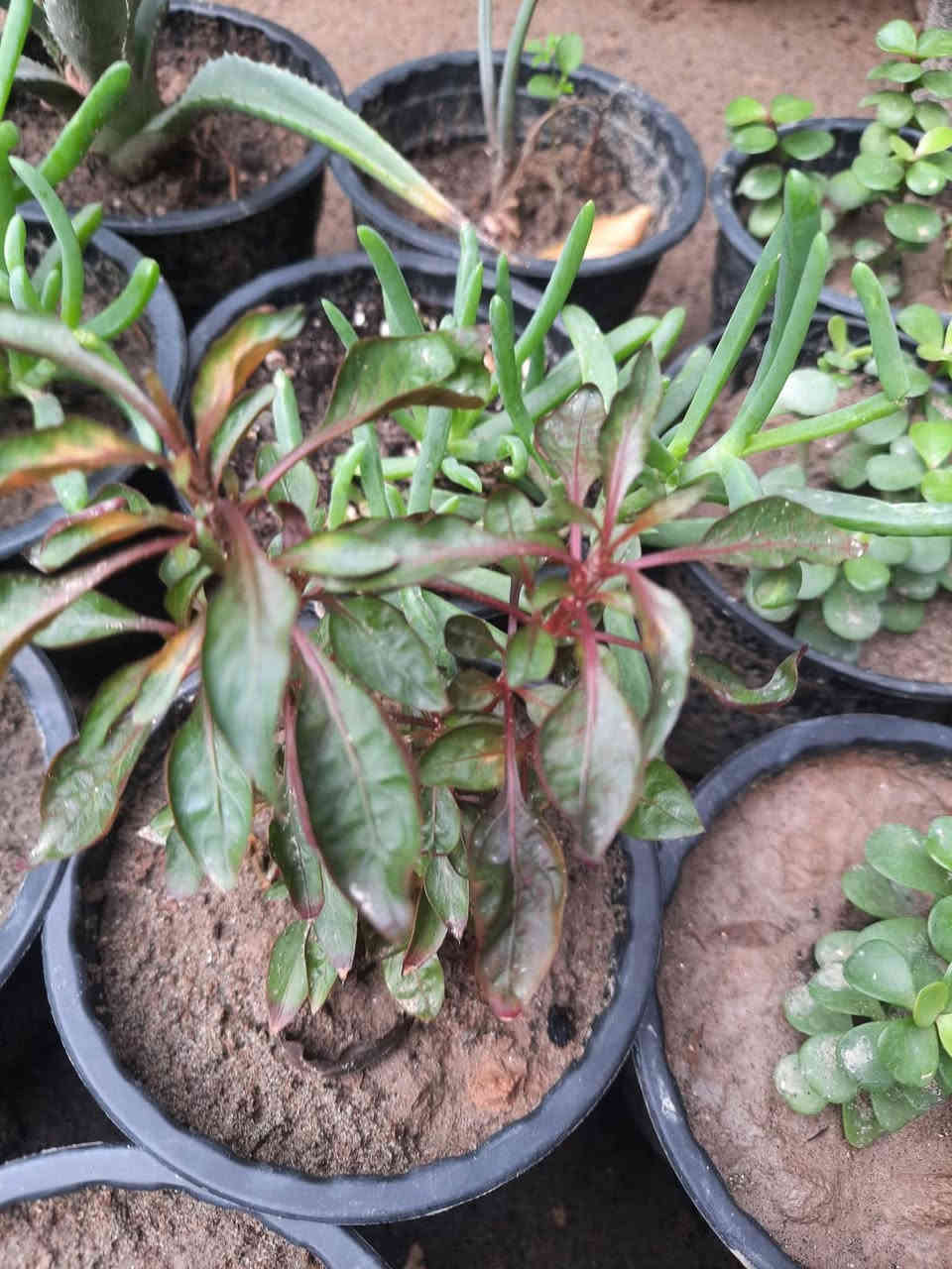 يا الله 
تم وصول نباتات الزينه         عليهن عروض لحكو قبل 
                                          لايخلصن🥰🥰🥰
دمعت طلف المتدلي
اصابع العروس نبات متدلي 
صبار اصبع زينه
ريحان ملكي مزهر عطري
جلد النمر نبات داخلي
زنبقة المطر 
انتران قوس قزح 
نبات المكحله
العنوان خلف بانزين خانه قرب مدرسة الهدايه 
بيت عباس العيبي 
رقم التليفون 
***********
