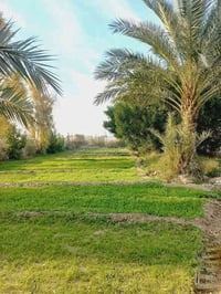 الشيخ عامر • واجهة ٥٠م • مداخل متعددة